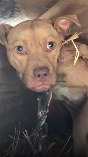 PETA on Instagram: "This is what our vital work looks like, and why it matters! In 2025, PETA showed up for dogs, cats, and their families in impoverished communities, bringing shelter, care, and relief where help is scarce and suffering is rampant. Help us help more animals 🐶💙 🔗 in bio."