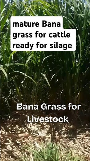 Bana Grass for Cattle Farming Zimbabwe #agriculture #farming #zimbabwe #napier #napiergrass
