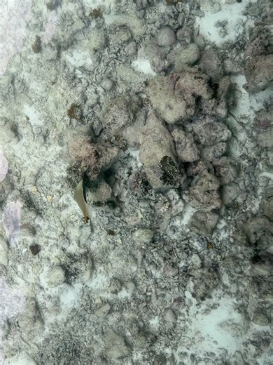 Miss Angler on Reels