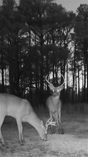 Bucks eating at last light. Corn is king in the late season. #deer #deerhunting #wildlife #hunting