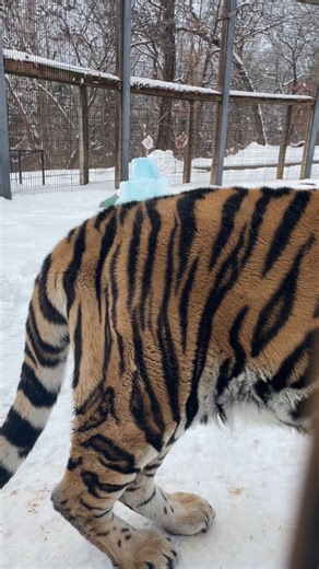 3.9K views · 396 reactions | Thor did seem interested in her snow castle at first, but chose to go for awalk around her yard instead of checking it out! Are we surprised she chose to do her own thing? The staff isn't in the slightest! | Crown Ridge Tiger Sanctuary | Facebook