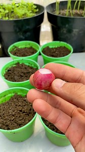 Planting Shallots #shallots #kebunnanad #planting #gardening #fypchallenge #fbproo #fypシ゚viralシfypシ゚viralシalシ | Kebun Nanad