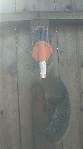Goodnature Trapflix - See our A18 Grey Squirrel Trap in action