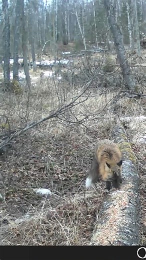 Wild Alaska fox runs off into the woods