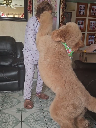 Los nietos de ahora 🐾 #goldendoodle #fyp #phoenix #mexico #vegas | Goldendoodle