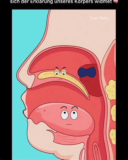 Wir erklären wie unser Körper funktioniert!🧠 on Instagram: "Folge @koerper.erklaert für mehr!🧠"
