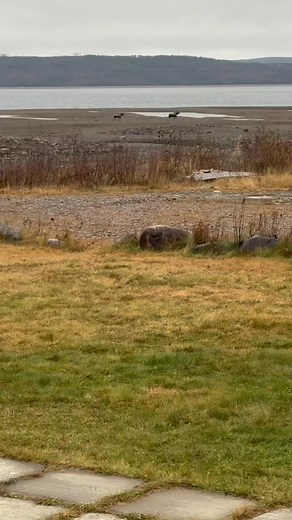 9.2K views · 108 reactions | Visitors at the Red Indian Lake Lodge this morning. | Red Indian Lake Outfitting & Tours | Facebook