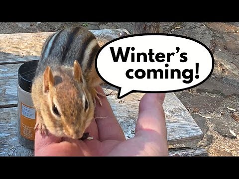 Chipmunk Gathering Seeds Right Before Winter