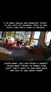 3 days!!! ⁣ .⁣ .⁣ .⁣ .⁣ .⁣ #forcefreedogtraining #dogtraining #bunnythedog #hunger4words #talkingdog #smartdog #dogsofinstagram #dogcommunication #whataboutbunny #spoo #sibling #fluentpet | Whataboutbunny