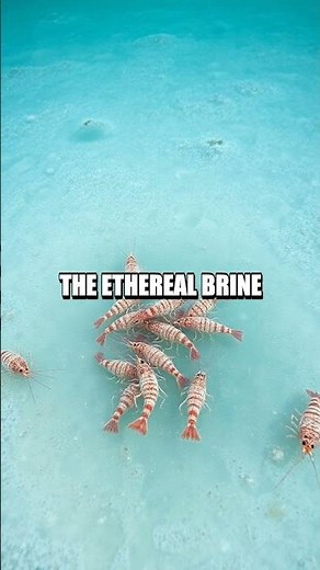 The Ocean's Mysterious Brine Pools: Nature's Uncharted Realms