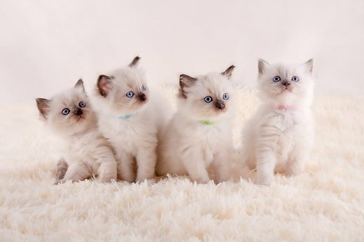 Male vs. Female Ragdoll Cats: 5 Key Differences