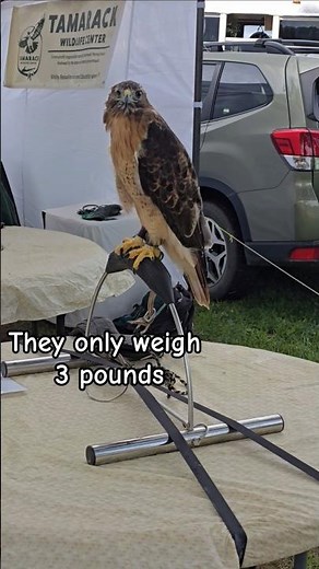 Red-tailed Hawks are the largest Hawks at only 3 pounds!