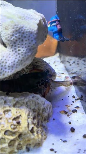 Ocean's Most Dangerous Creature | Mantis Shrimp Battles