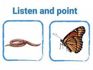 Pond insects & plants