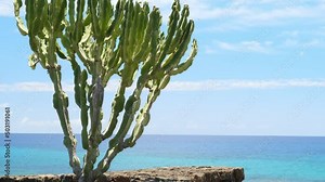 Up tilting shot of a canary spurge cactus, euphorbia canariensis, in front of the coast of Lanzarote, Canary Islands.