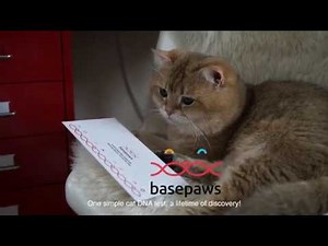 Basepaws Cat DNA test | Step-by-step Instructions