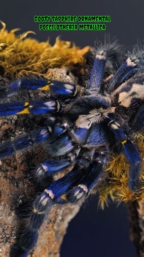 Tarantula Collective | Tarantula Care & Education on Instagram: "Only the real ones will share this. The rest will pretend they didn’t see it and go back to scrolling cat videos. #tarantula #spider #pettarantula #tarantulakeeper #pets #animals #petspider #nature #gagamba"