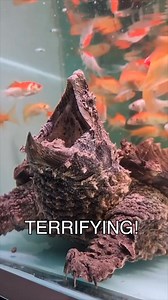 Real Life Bowser 👀 #didyouknow #funfact | Daimneab TL1