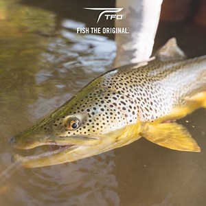 145 reactions · 3 comments | Gear up with the absolute best value in premium fishing rods and industry-leading customer service for over 25 years. | TFO Rods - Temple Fork Outfitters | Facebook