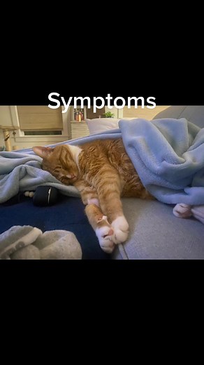 Understanding Cat Lymphoma: Symptoms, Diagnosis, and Treatment Options