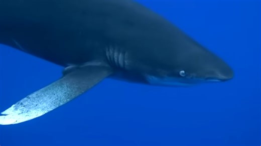 How the Mediterranean became home to unexpected sharks