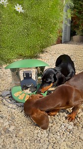 987 reactions · 14 shares | A bird feeder with cameras. It’s even more amazing than we imagined. I’ve been checking the app all day to see which birds are there. So far, I’ve seen lots of house sparrows, great tits, and blue tits. We can’t wait to see who comes to feed in the winter. 10% off code: LOULOU&FRIENDS #birdfy #birdfeedercamera | Loulou & Friends | Facebook