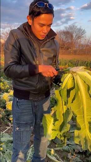 Harvesting Cauliflower in Japan #ToCAchrisayad #Japanfarming