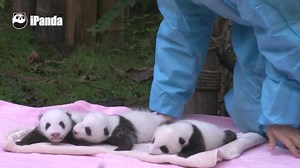 Cuteness overload! From this week on, we are presenting you one of our best panda programmes in English, making sure you don't miss any best moments! See you every Wednesday with "Panda and Friends"! Ep1: Tiny panda cubs show surprising strong vitality #熊貓那些事兒 | iPanda