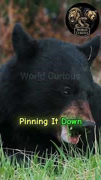 Black Bear: America’s Most Unpredictable Predator | World Curious
