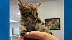 5-week-old kitten named 'Scrappy' saved by Lakeland firefighters