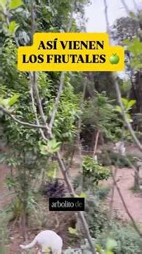 De un SUEÑO a la COSECHA! Mis Frutales 🍏