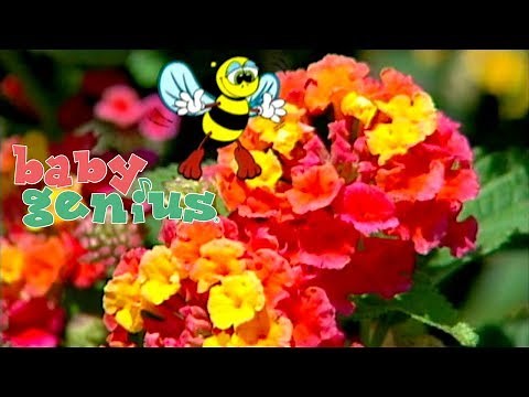 Learn Colors With Flowers For Kids | Colours Shape ABCs for Children Toddlers Baby Genius