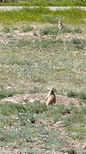Prairie Dogs Doing Prairie Dog Things
