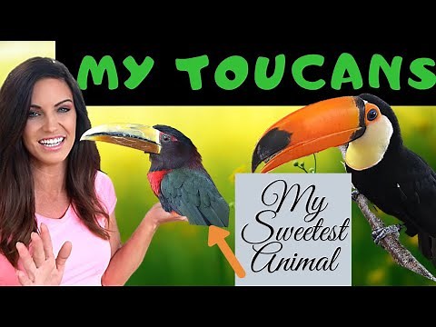 MY PET TOUCANS! My Ivory Billed Aracari and Toco Toucan