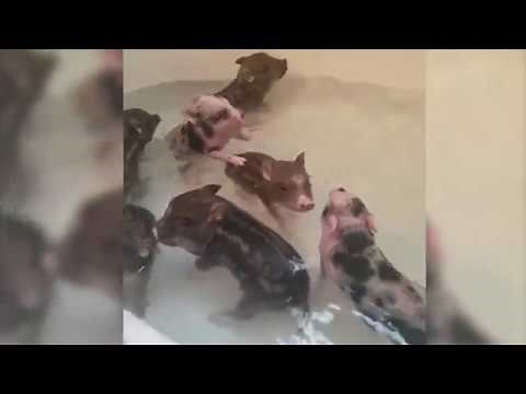Piglets Take a Bath
