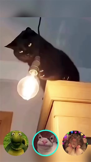 Fun Voice Changer Apps for Everyone