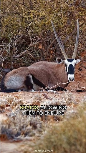 Oryx | The Desert Antelope