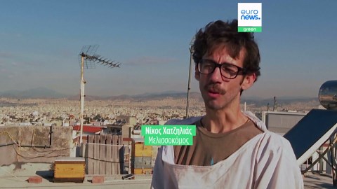 Μελίσσια σε ταράτσες στο κέντρο της Αθήνας - Η αστική μελισσοκομία κερδίζει έδαφος