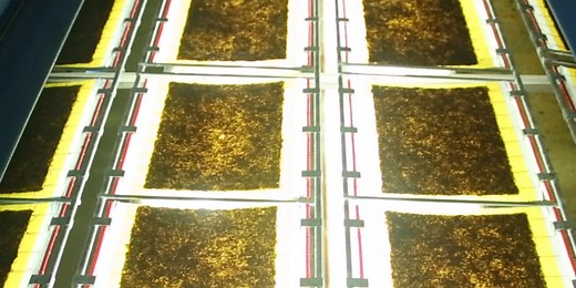 How roasted seaweed snacks are made