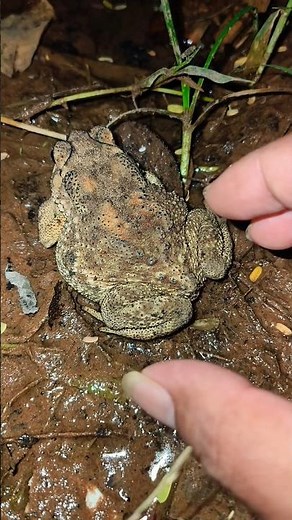 Funny funny toads 😂🤣😅😋