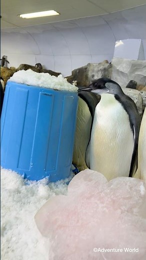 ＼ エンペラーペンギンの赤ちゃんの成長記録🐧／【3月1日撮影 152日齢】