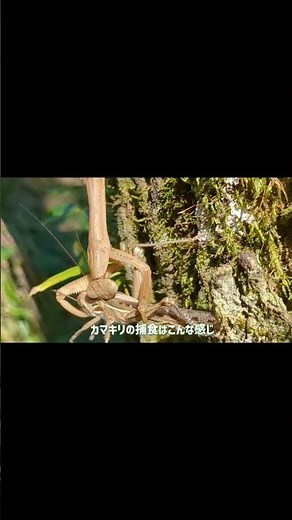 カマキリの捕食シーン オオカマキリを見つけた I found a mantis #Shorts