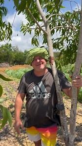 58K views · 373 reactions | Visit - Krishnamckenzie.com to learn how u to create your own farm to plate ( link in bio ) . . . @solitudefarm #krishnamckenzie #organicfood #permaculture #agriculturelife #horticulture #floriculture #savewater #savesoil #savegeen #saveanimals #saveforest #earth #gogreen #gogreen #organicfarm #organicfarmer #naturalhealth #medicinalplant #foodforest #motherearth #gardening #flowers #fruits #ediblelandscaping #naturalhealth # | Krishna Mckenzie | Facebook