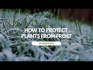 How To Protect Plants From Frost