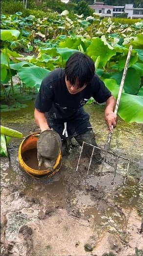 Turtledove!! How to find turtle 🐢 & catch turtle traditionally without harm. #turtle #turtledoves