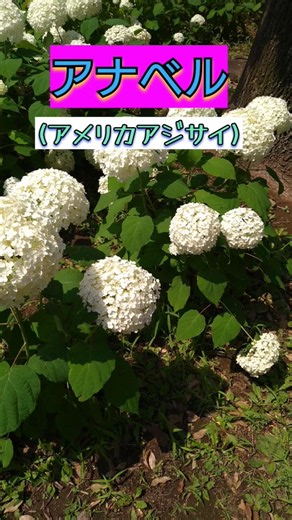 【観察】昼間のアナベル#アナベル#紫陽花 #レア#アメリカアジサイ #園芸