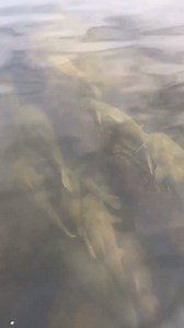 599K views · 2.7K reactions | Jake Carlson sent us this video of what appears to be hundreds of flatheads schooled tightly together in very shallow water. | Flathead Catfish Hunters | Facebook