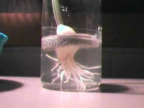 Garlic Clove Root Growth with Time Lapse.