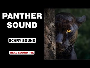 Real Panther Sounds | High Quality | Terrifying Panther Sound Experience! | 4K