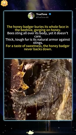 Honey Badger Doesn't Care About Bee Stings#foryou #fyp #animals #funny